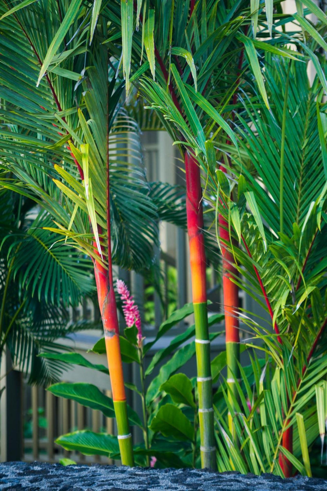 Hana Kai Maui - #106 Kuakahi Partial Oceanview Studio Exteriér fotografie
